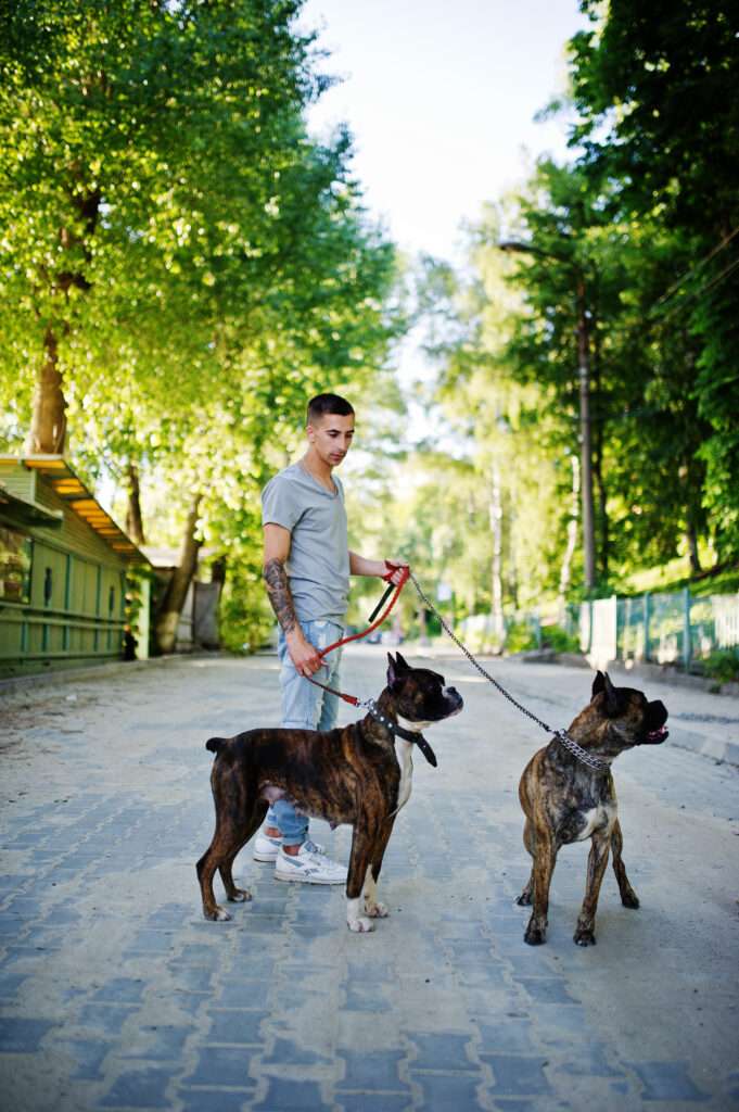 Man with two dogs pit bull terrier on a walk.
